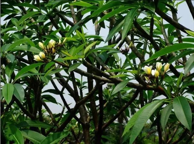 在南方旅游,路边这40种常见花木,你认识多少种? 在南方旅游,路边这40种常见花木,你认识多少种?