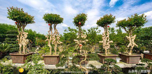 手把手教你把100元的花木卖到1000元,从卖产品到卖创意 手把手教你把100元的花木卖到1000元,从卖产品到卖创意