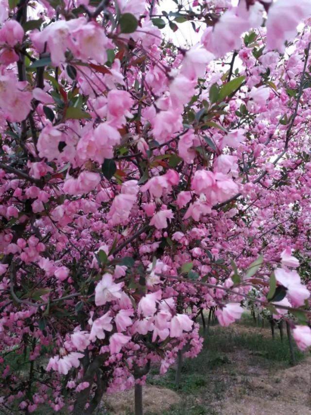 海棠有四品，犹爱垂丝海棠