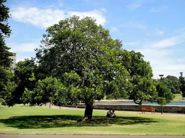 苗木品种好不好,由这些决定 苗木品种好不好,由这些决定