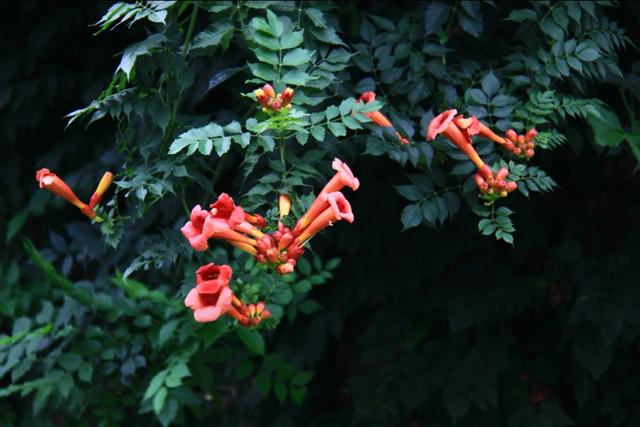 植物图鉴:厚萼凌霄 植物图鉴:厚萼凌霄