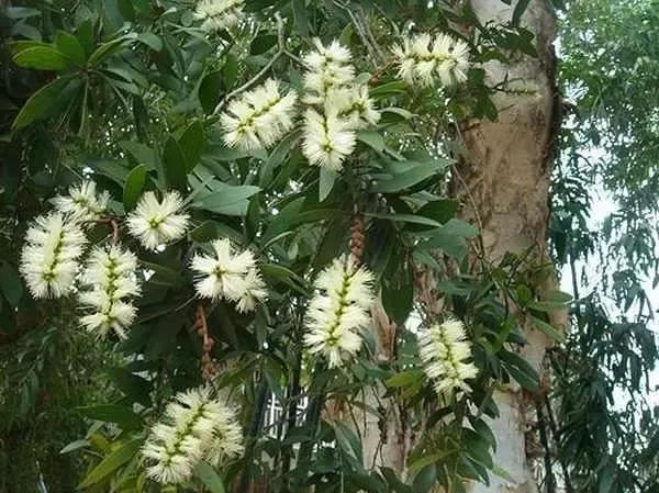 在南方旅游,路边这40种常见花木,你认识多少种? 在南方旅游,路边这40种常见花木,你认识多少种?