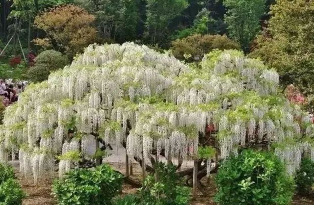 紫藤品种介绍集锦,你喜欢的是哪一种? 紫藤品种介绍集锦,你喜欢的是哪一种?