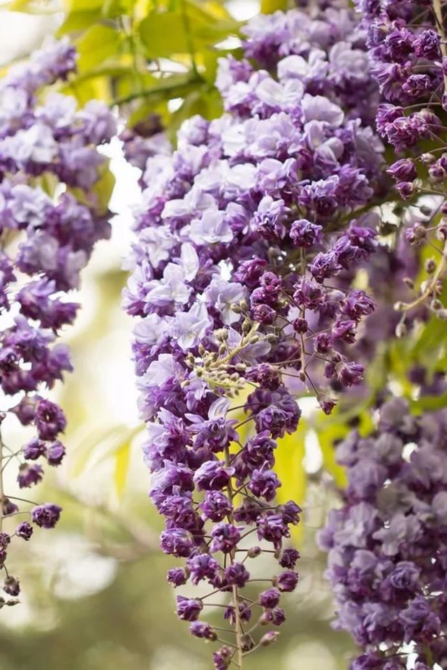 紫藤品种介绍集锦,你喜欢的是哪一种? 紫藤品种介绍集锦,你喜欢的是哪一种?