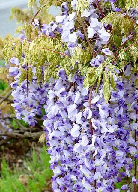 紫藤品种介绍集锦,你喜欢的是哪一种? 紫藤品种介绍集锦,你喜欢的是哪一种?