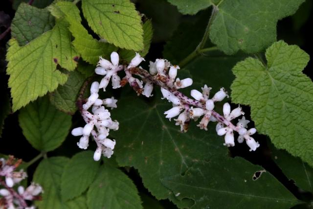 植物图鉴:金灯藤 植物图鉴:金灯藤