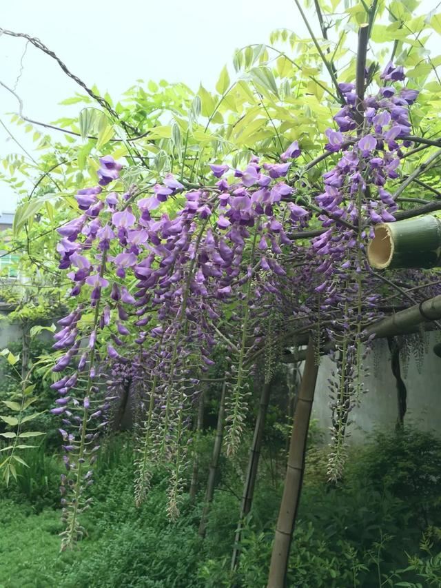 紫藤品种介绍集锦,你喜欢的是哪一种? 紫藤品种介绍集锦,你喜欢的是哪一种?