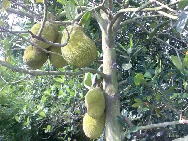 在南方旅游,路边这40种常见花木,你认识多少种? 在南方旅游,路边这40种常见花木,你认识多少种?