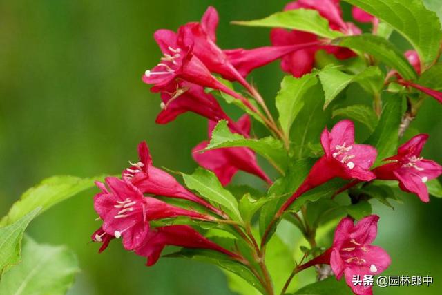路边的一种红色小花，虽不起眼，却有着贵气的名字——红王子锦带