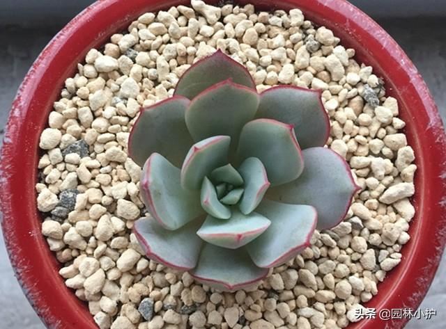 盘点十种以“玫瑰”为名的多肉植物