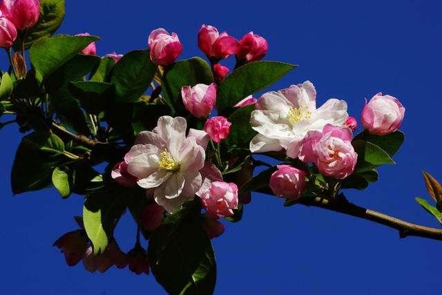 海棠有四品，犹爱垂丝海棠