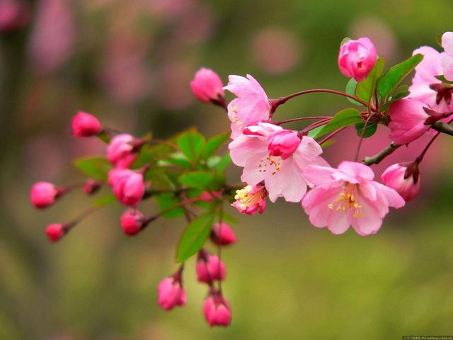 海棠有四品，犹爱垂丝海棠