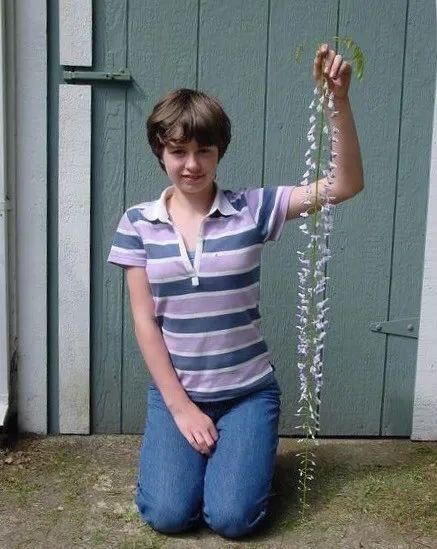 紫藤品种介绍集锦,你喜欢的是哪一种? 紫藤品种介绍集锦,你喜欢的是哪一种?