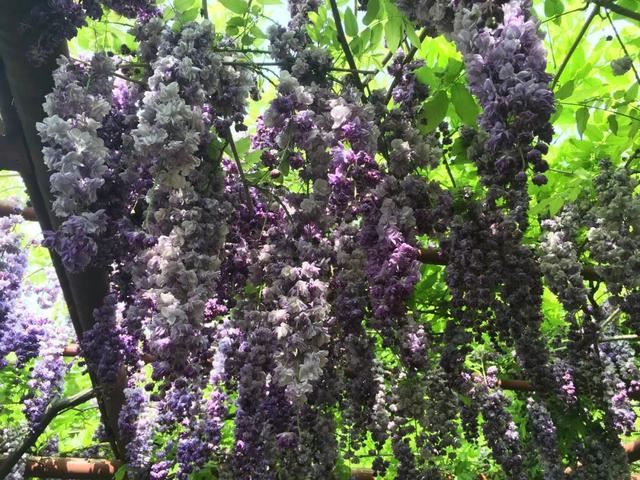 紫藤品种介绍集锦,你喜欢的是哪一种? 紫藤品种介绍集锦,你喜欢的是哪一种?