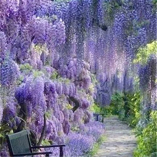 紫藤品种介绍集锦,你喜欢的是哪一种? 紫藤品种介绍集锦,你喜欢的是哪一种?