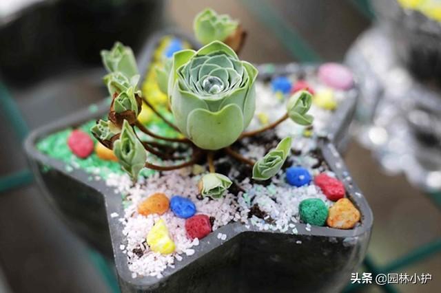 盘点十种以“玫瑰”为名的多肉植物