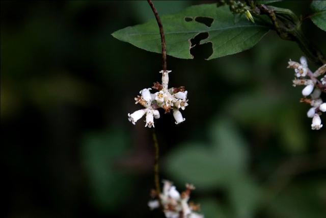 植物图鉴:金灯藤 植物图鉴:金灯藤