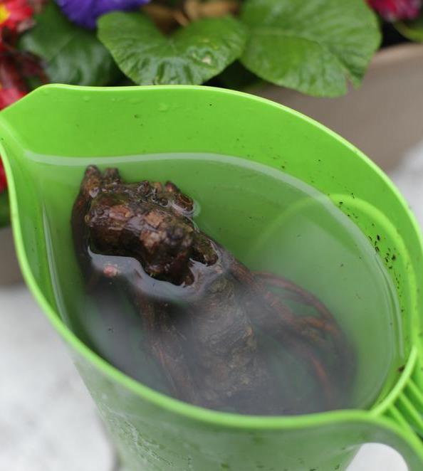 我国六大名花之一，草花之首，被誉为“五月花神”，你认同吗？