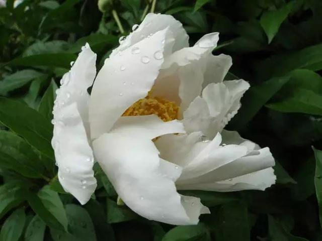 我国六大名花之一，草花之首，被誉为“五月花神”，你认同吗？