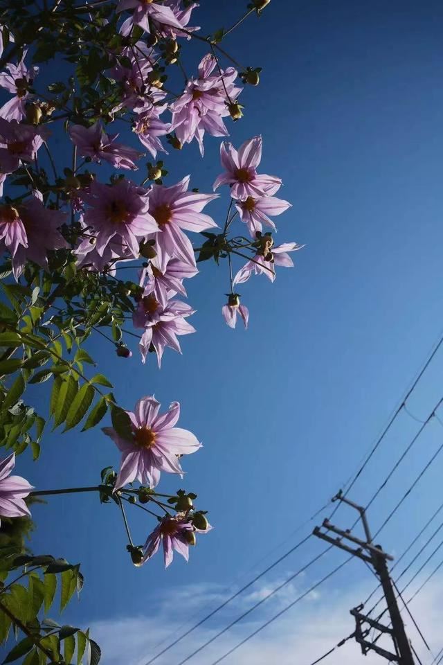 一定要种！大丽花之王-皇帝大丽，它能长成大树一样，又叫树大丽