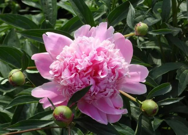 我国六大名花之一，草花之首，被誉为“五月花神”，你认同吗？