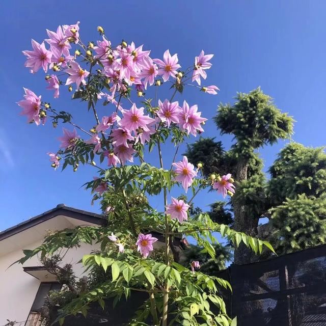 一定要种！大丽花之王-皇帝大丽，它能长成大树一样，又叫树大丽