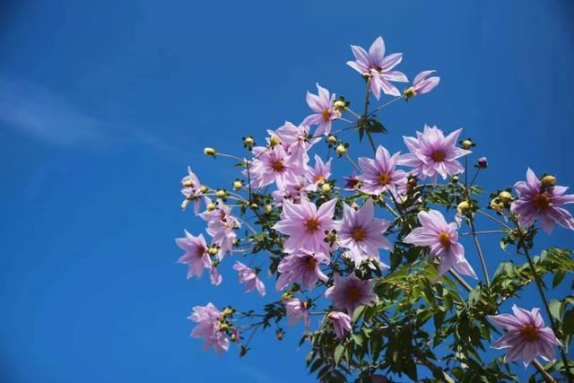 一定要种！大丽花之王-皇帝大丽，它能长成大树一样，又叫树大丽