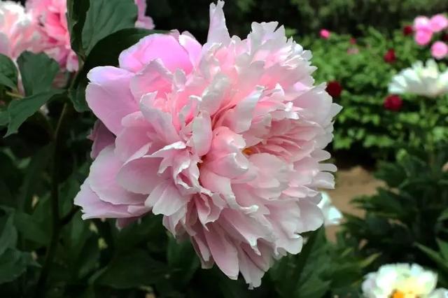 我国六大名花之一，草花之首，被誉为“五月花神”，你认同吗？