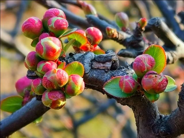 微语两句：海棠恋老枝