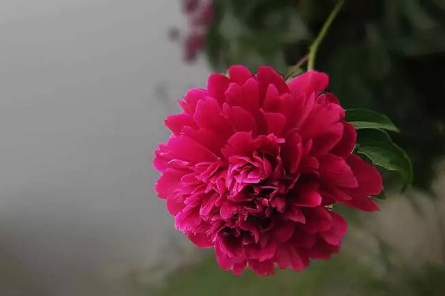 我国六大名花之一，草花之首，被誉为“五月花神”，你认同吗？