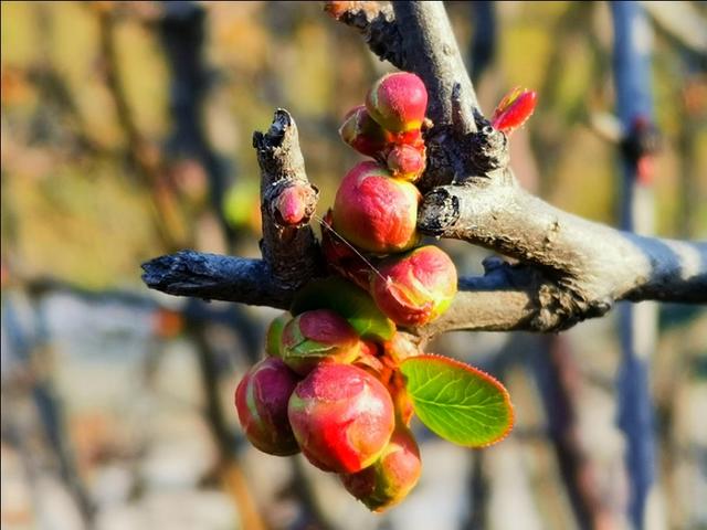 微语两句：海棠恋老枝