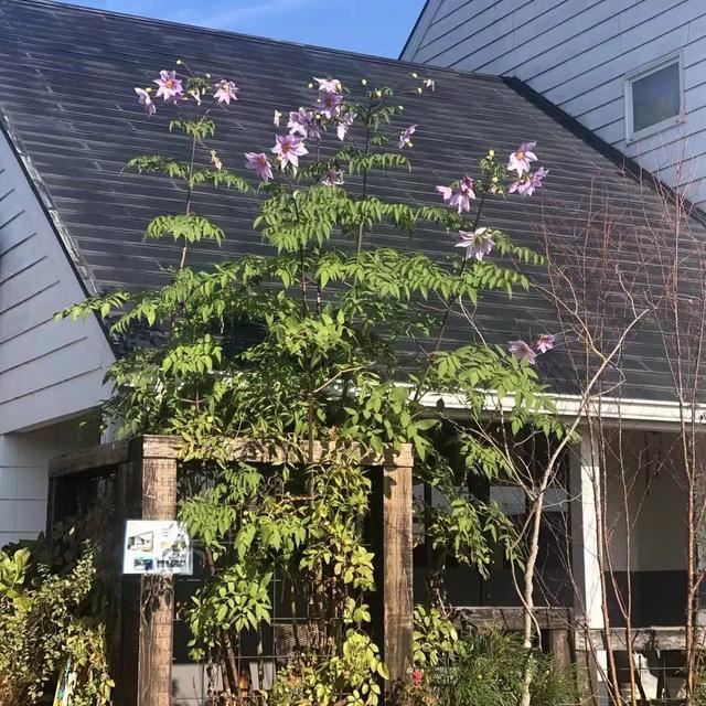 一定要种！大丽花之王-皇帝大丽，它能长成大树一样，又叫树大丽