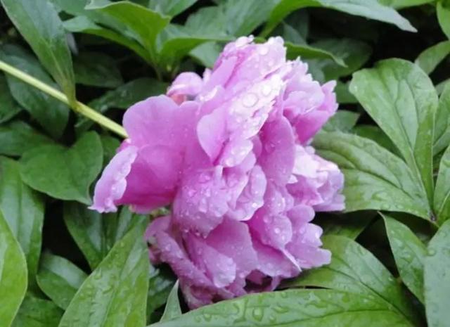 我国六大名花之一，草花之首，被誉为“五月花神”，你认同吗？