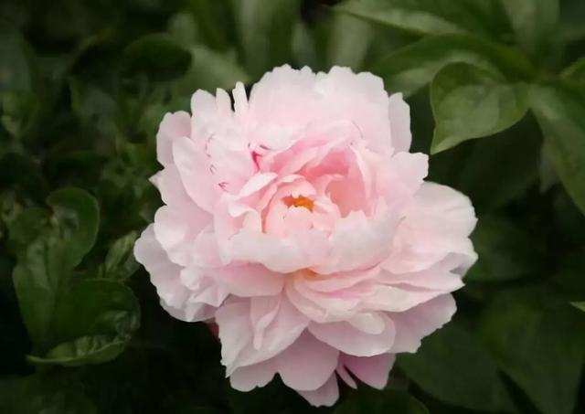 我国六大名花之一，草花之首，被誉为“五月花神”，你认同吗？