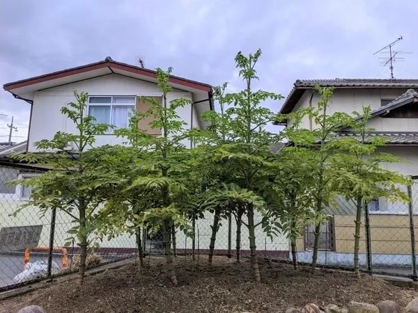 一定要种！大丽花之王-皇帝大丽，它能长成大树一样，又叫树大丽