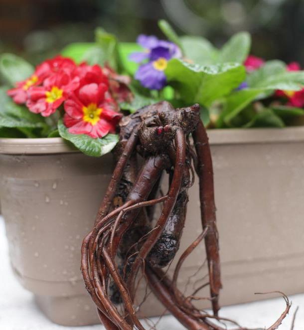 我国六大名花之一，草花之首，被誉为“五月花神”，你认同吗？