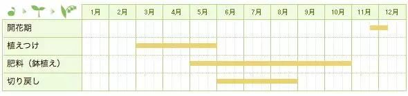一定要种！大丽花之王-皇帝大丽，它能长成大树一样，又叫树大丽