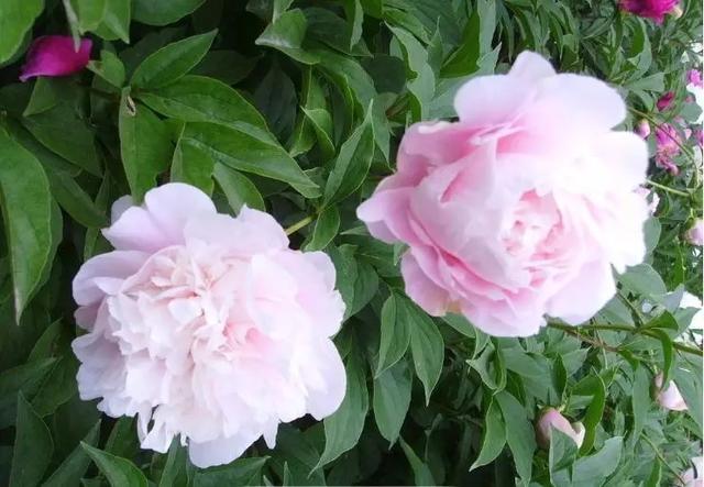 我国六大名花之一，草花之首，被誉为“五月花神”，你认同吗？