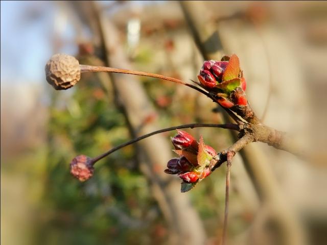微语两句：海棠恋老枝