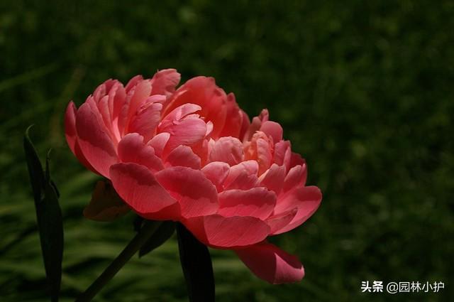 “牡丹”来了，咱国人心中的国色天香