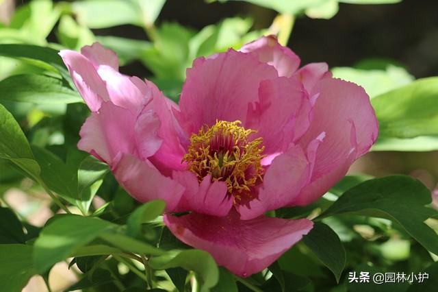 “牡丹”来了，咱国人心中的国色天香