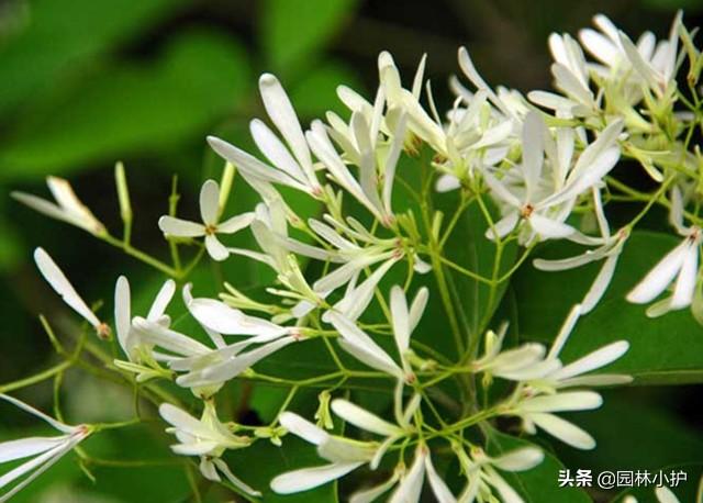 夜来香“有毒”，可为什么有人敢吃它？