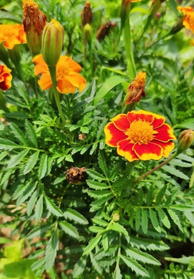   微语两句：海棠恋老枝