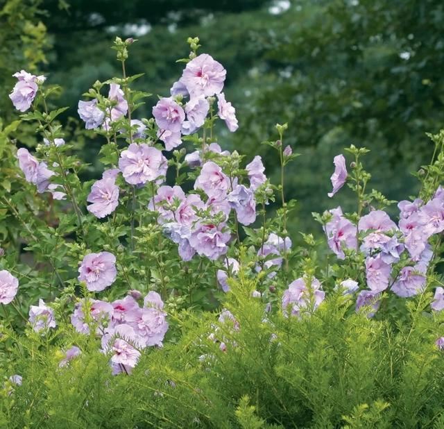 花开如芙蓉似芍药,不怕酷暑严寒,夏秋给你一片灿烂 花开如芙蓉似芍药,不怕酷暑严寒,夏秋给你一片灿烂