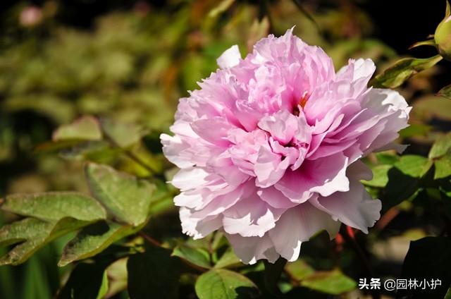 “牡丹”来了，咱国人心中的国色天香