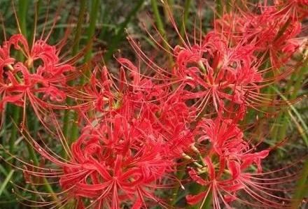 地被植物技巧，掌握了就是一个字“美”