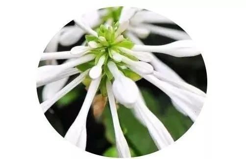 地被植物技巧，掌握了就是一个字“美”