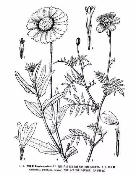   微语两句：海棠恋老枝