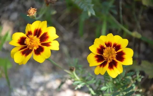   微语两句：海棠恋老枝