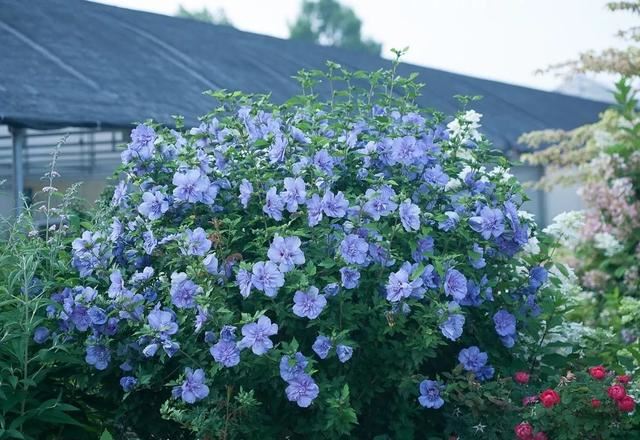 花开如芙蓉似芍药,不怕酷暑严寒,夏秋给你一片灿烂 花开如芙蓉似芍药,不怕酷暑严寒,夏秋给你一片灿烂